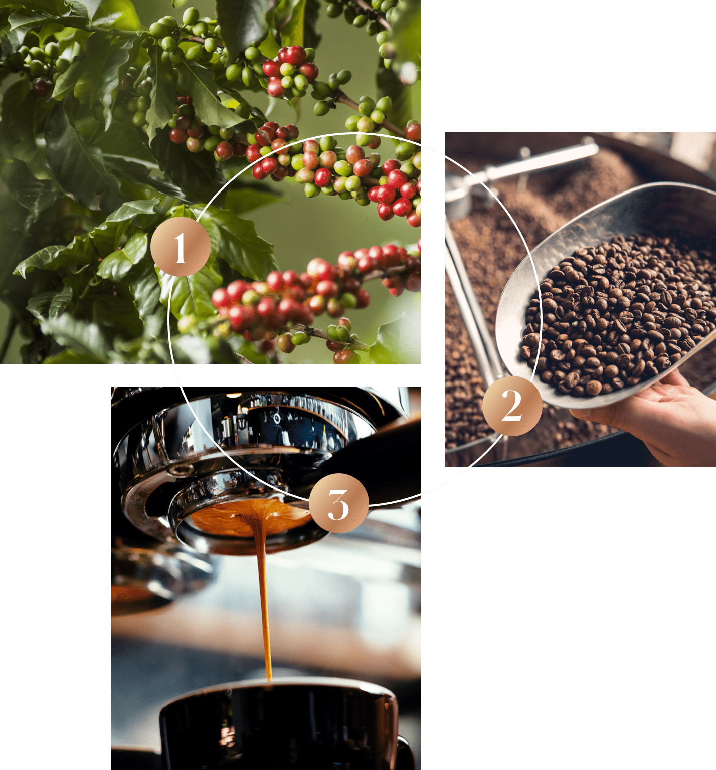 numero_uno_caffè-materia_prima1