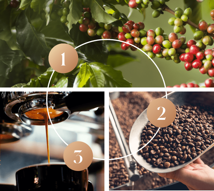 numero_uno_caffè-materia_prima